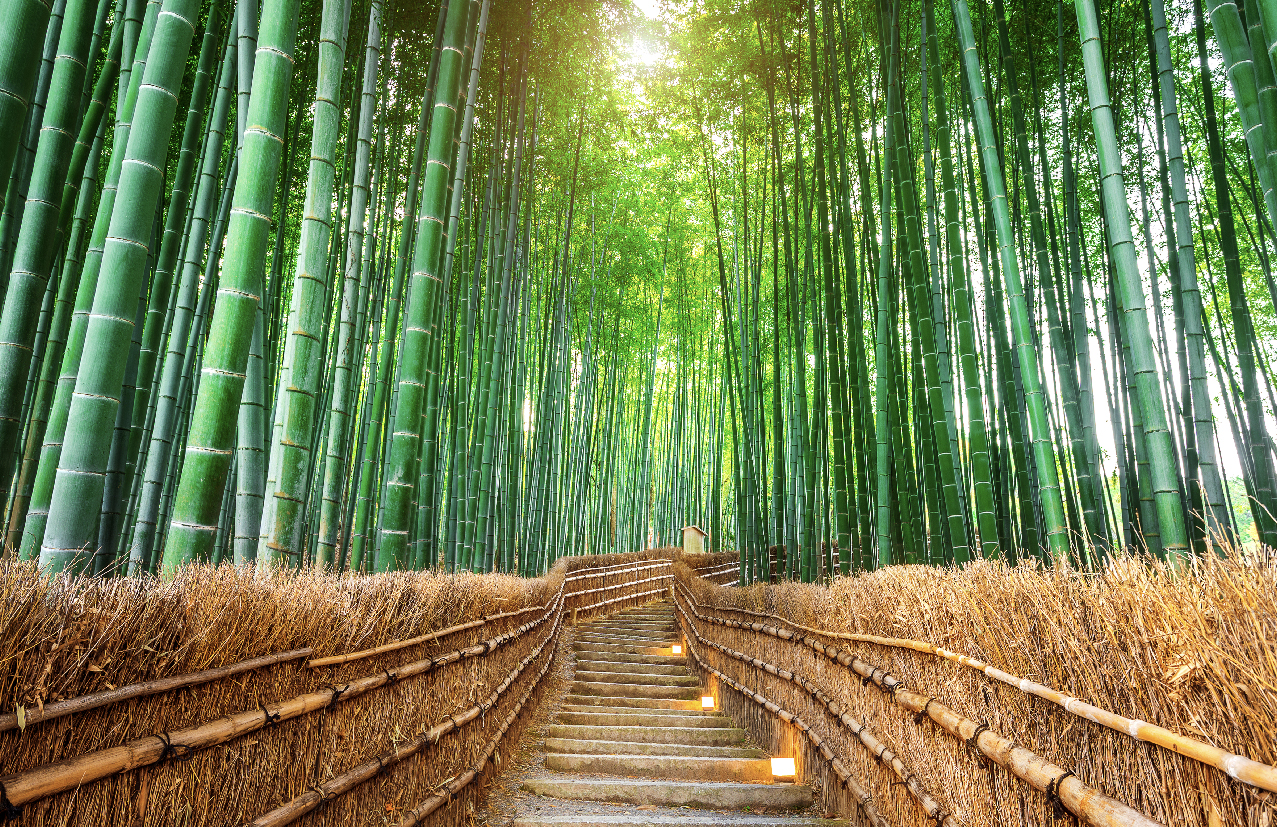 Desafíos y oportunidades con el Bambú como material estructural
