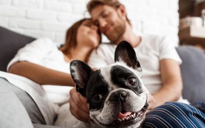 Investigación revela que los perros sueñan con sus seres queridos, estableciendo una conexión onírica entre ellos